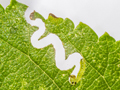 Aproceros leucopoda larva